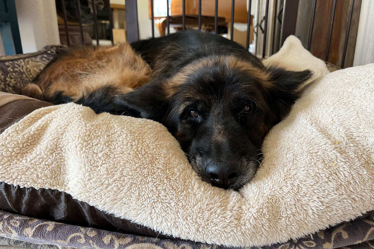 koda_3