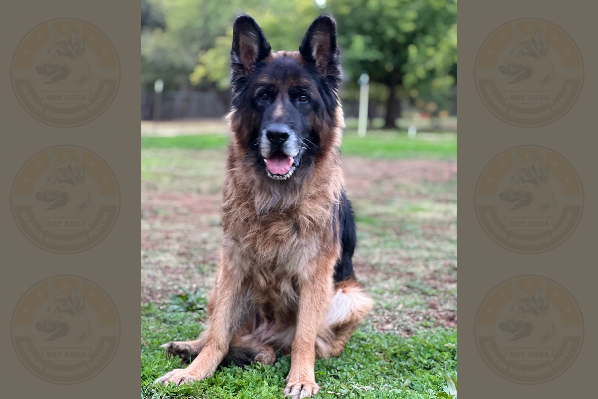 koda_4