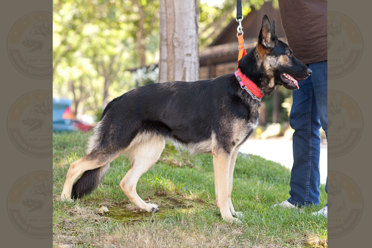 2013.09 - Danville Lexie -9139