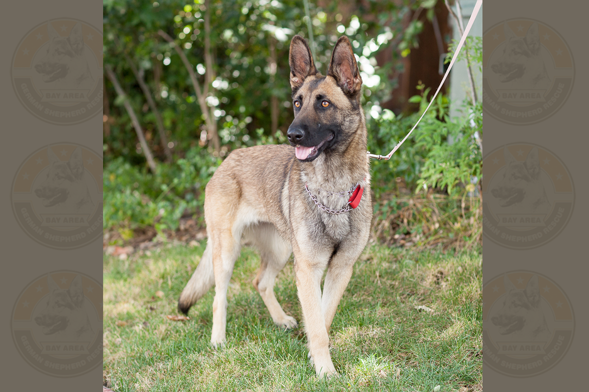 2014.06-Desi-3477