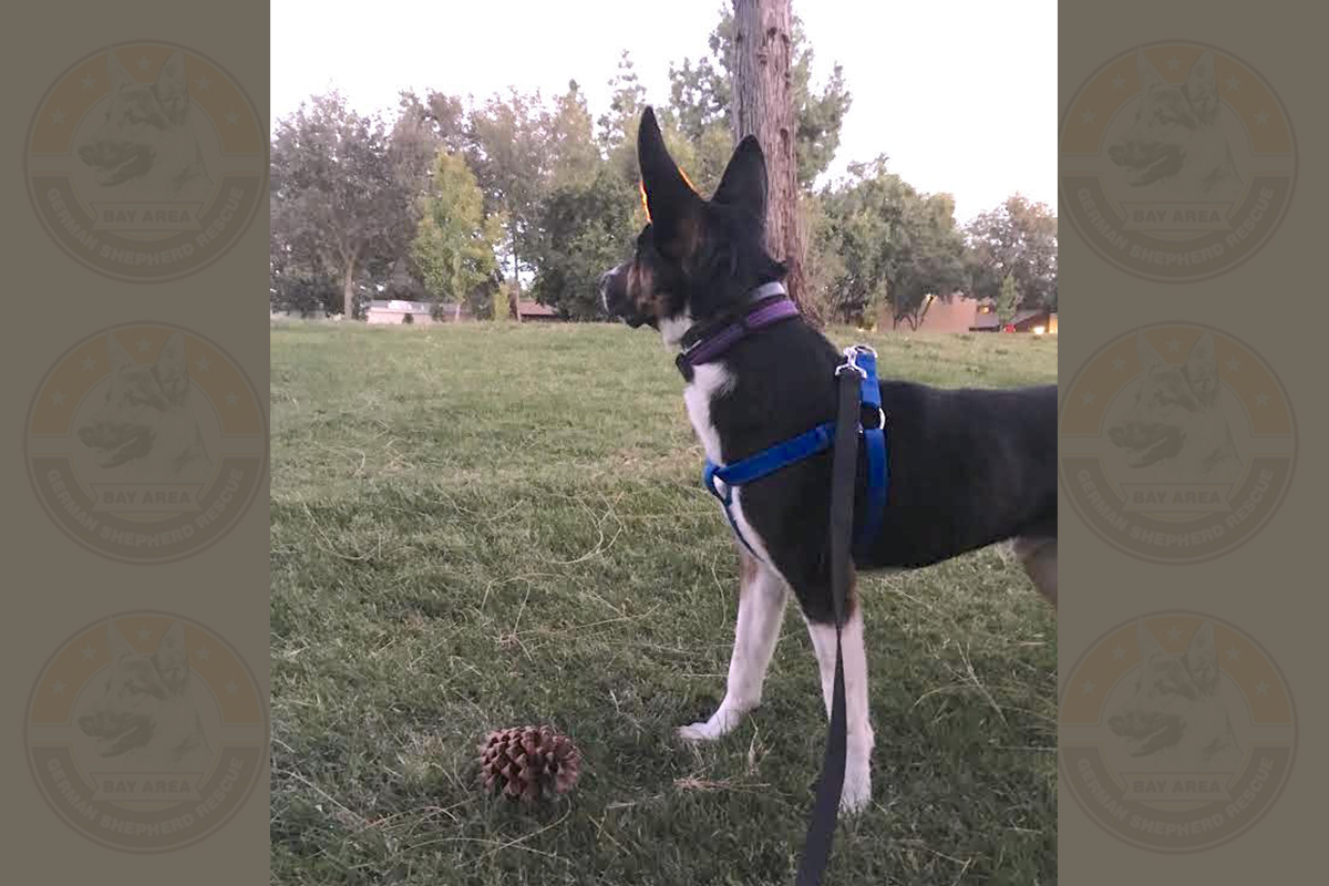 Batdog-2