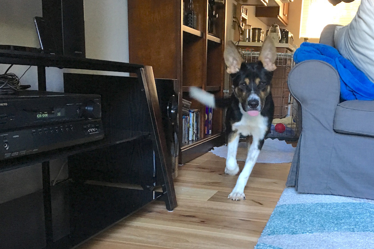 Batdog-3