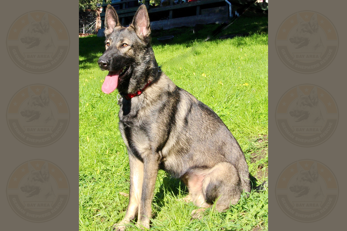 Cisco2