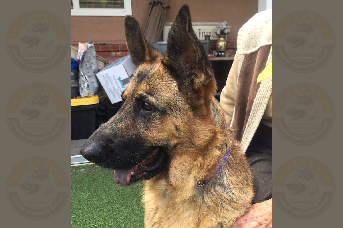 Cocoa_1