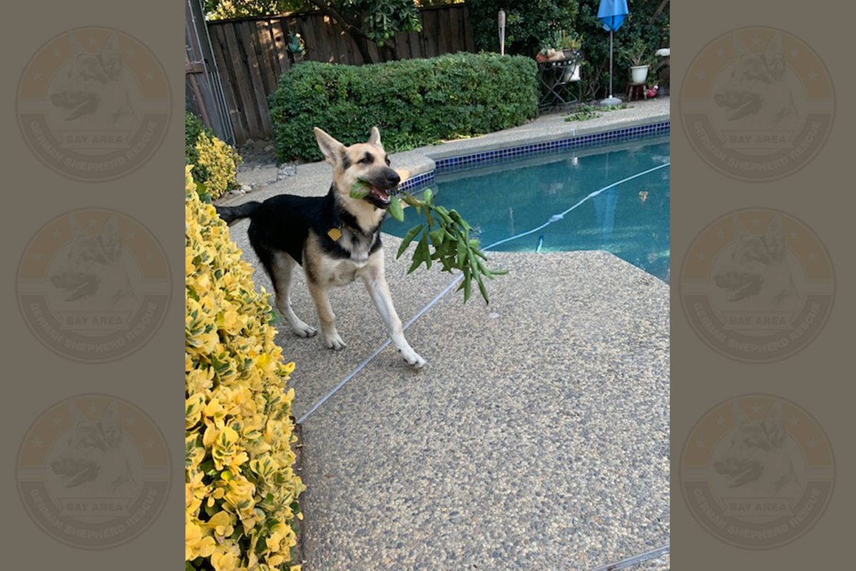 Fern_with_branch