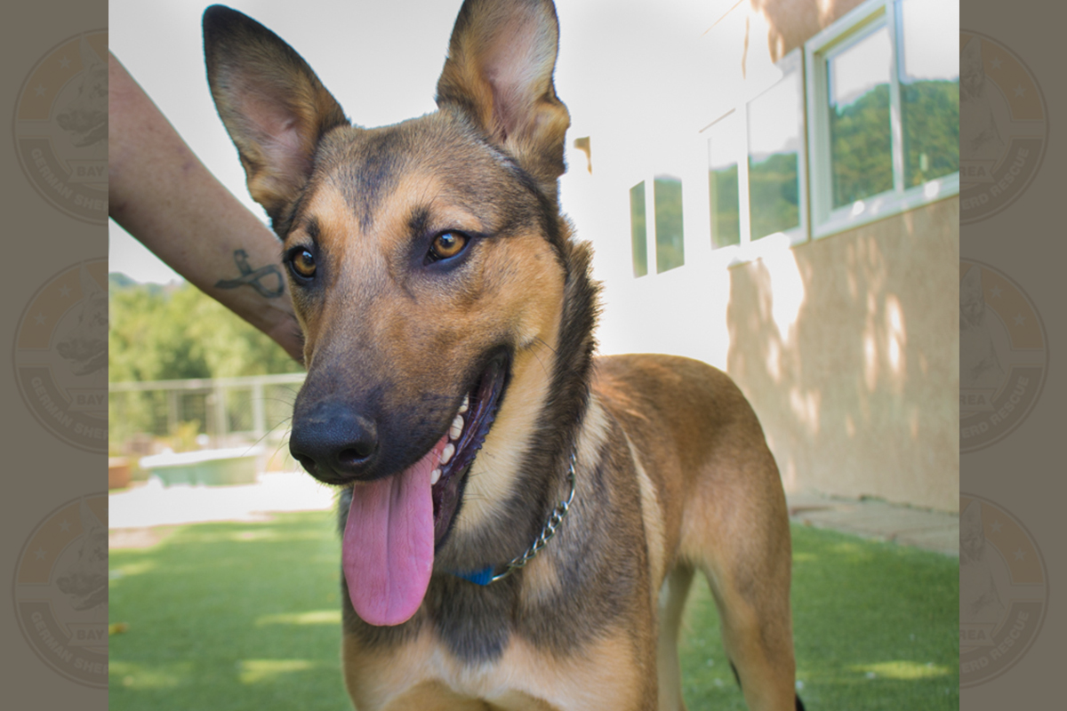 Jaxx-2