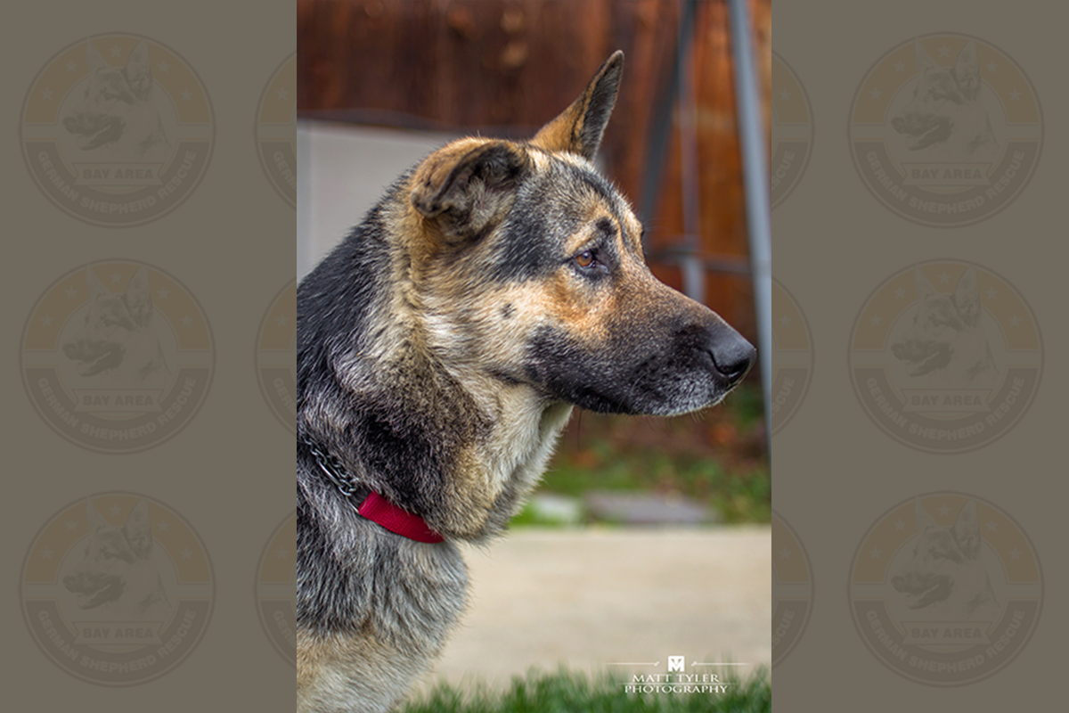 Keesha 2962