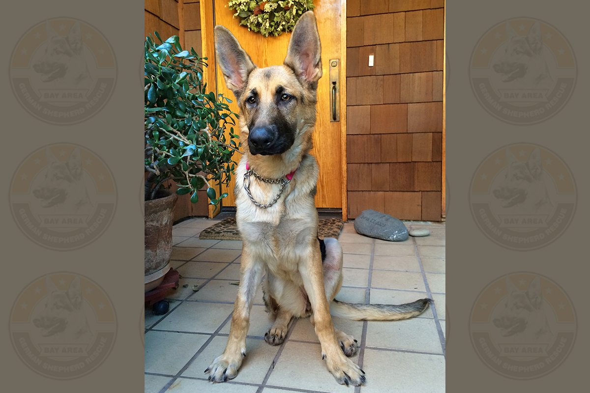 Princess Winnefred-1