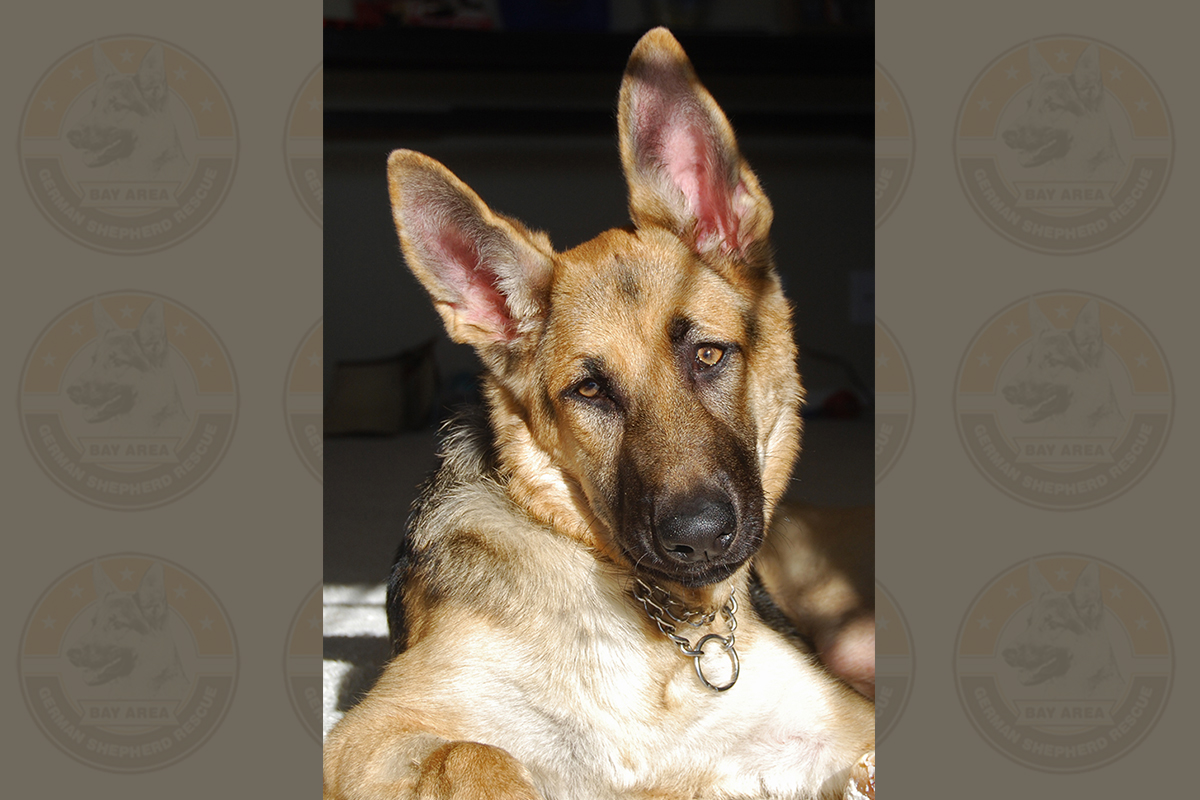 Princess Winnefred-2