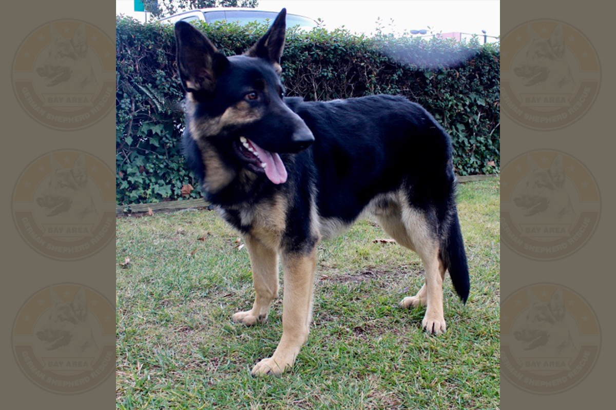 Rocky Von E2