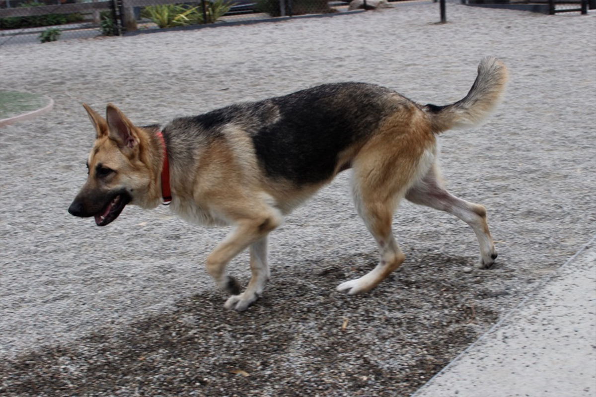 Uschi1
