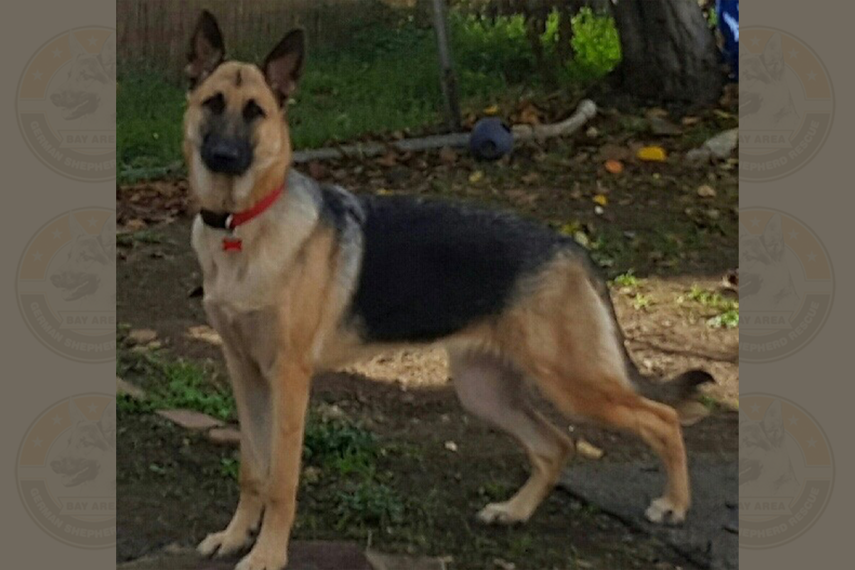 Zelma1