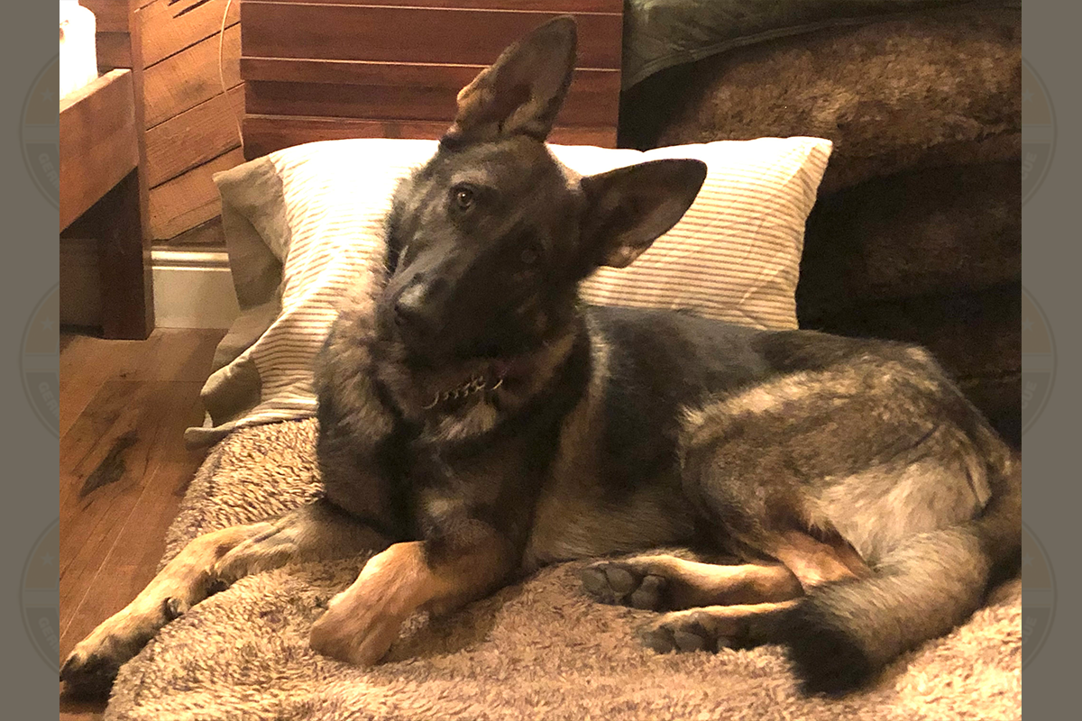 Zeus1