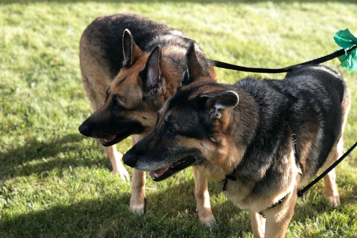 boomer_and_sunny_4