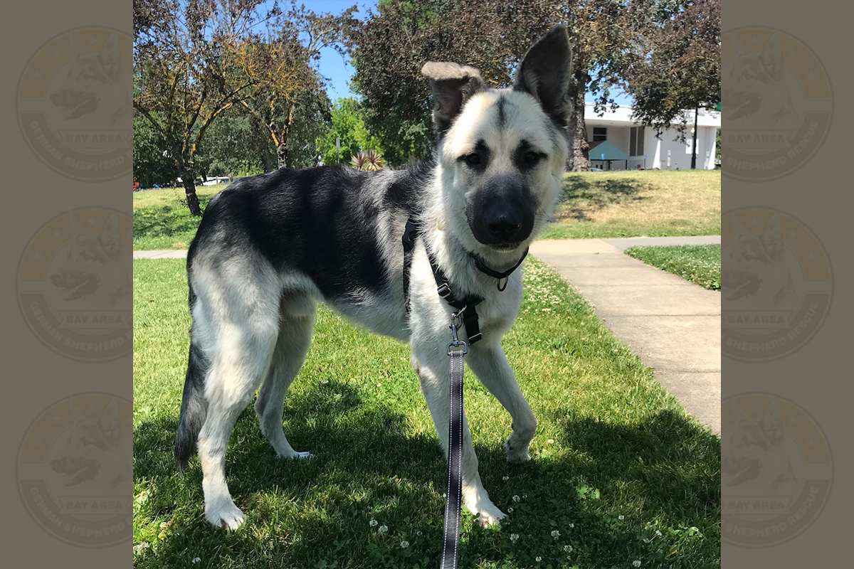 dallas_1