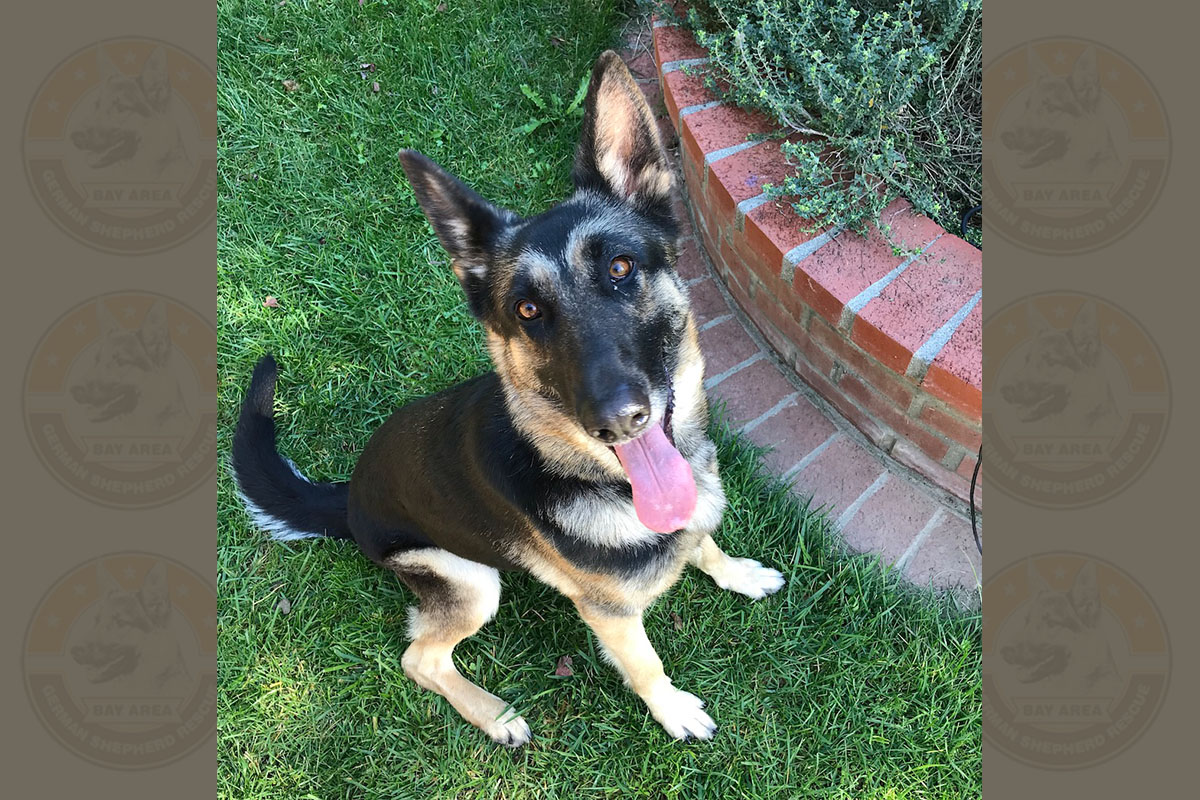 gertie_new_1