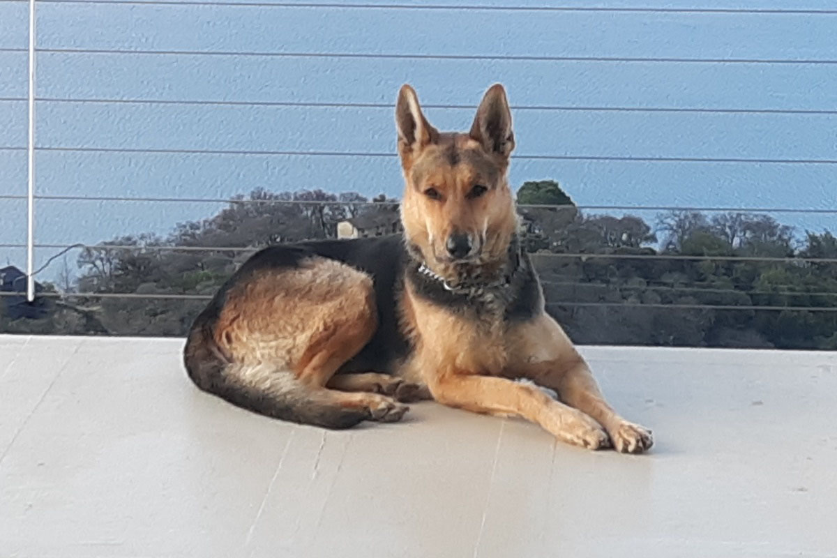 good_boy_3