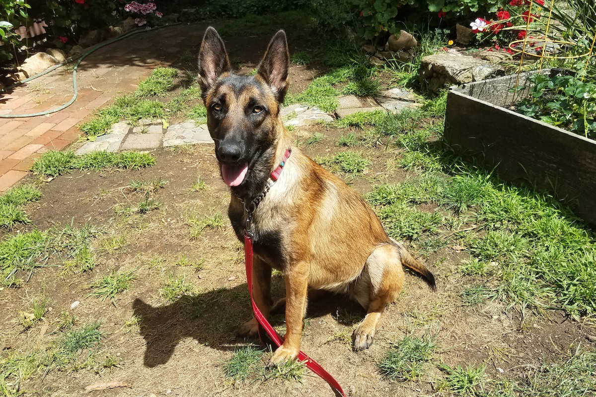 kora_1