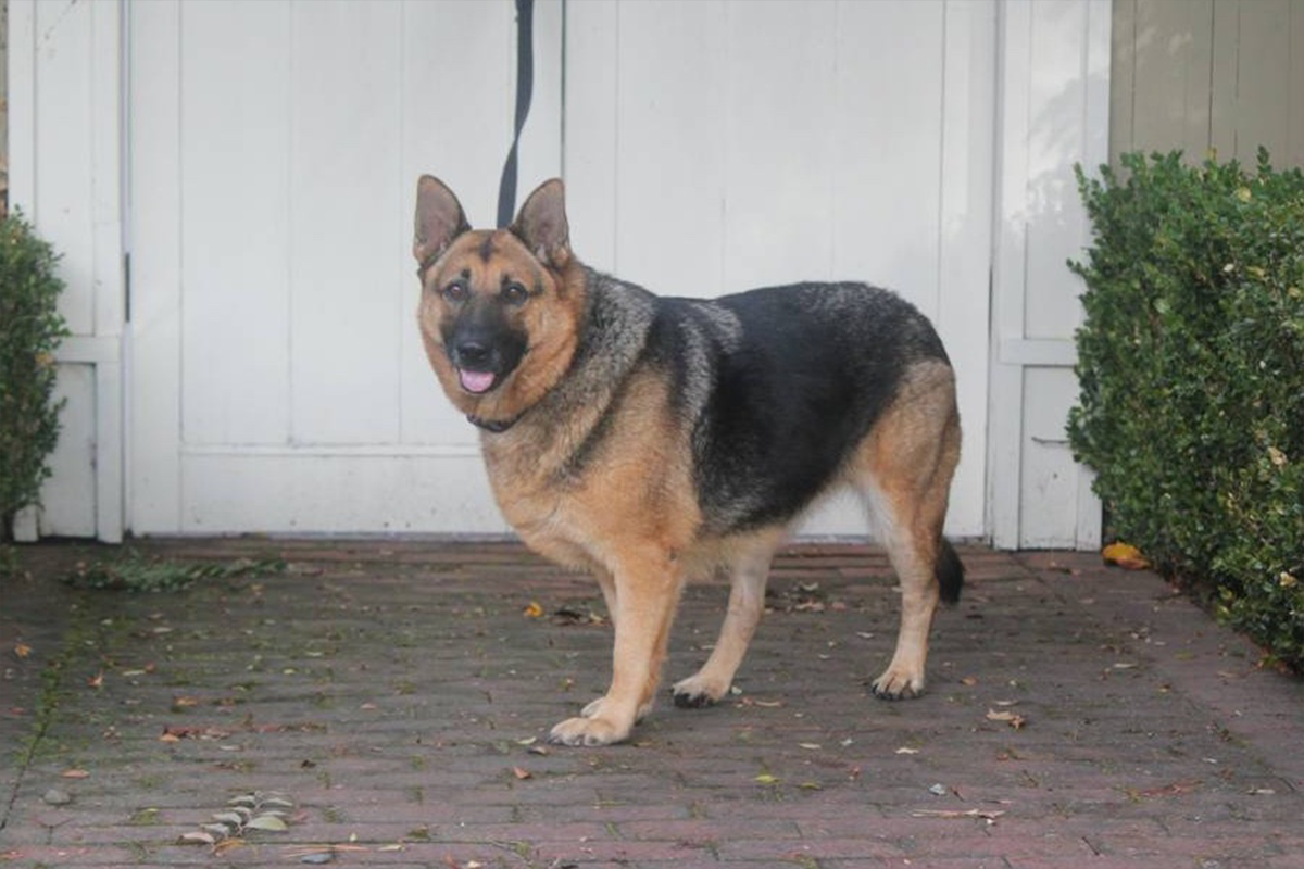 lassie_4