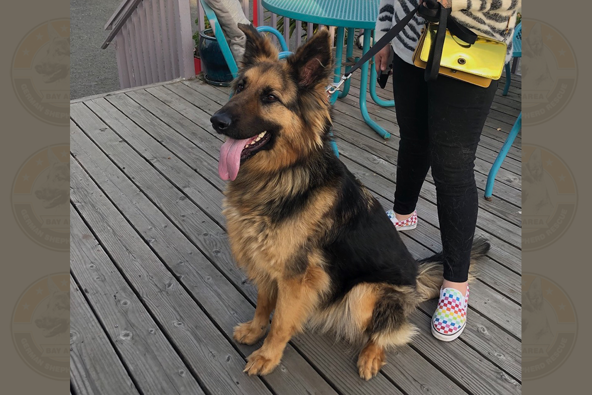 maximus_new_3