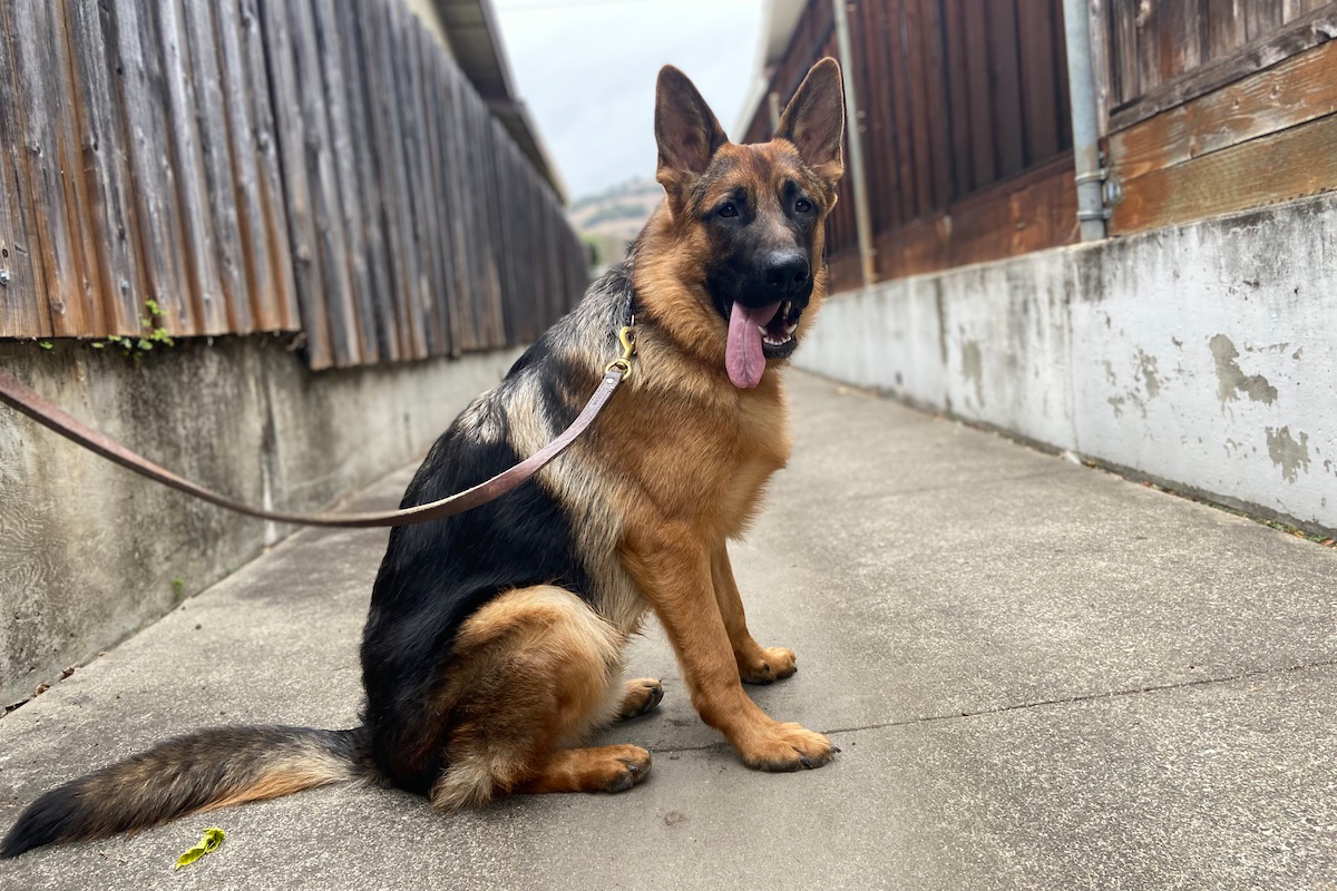 rex_1