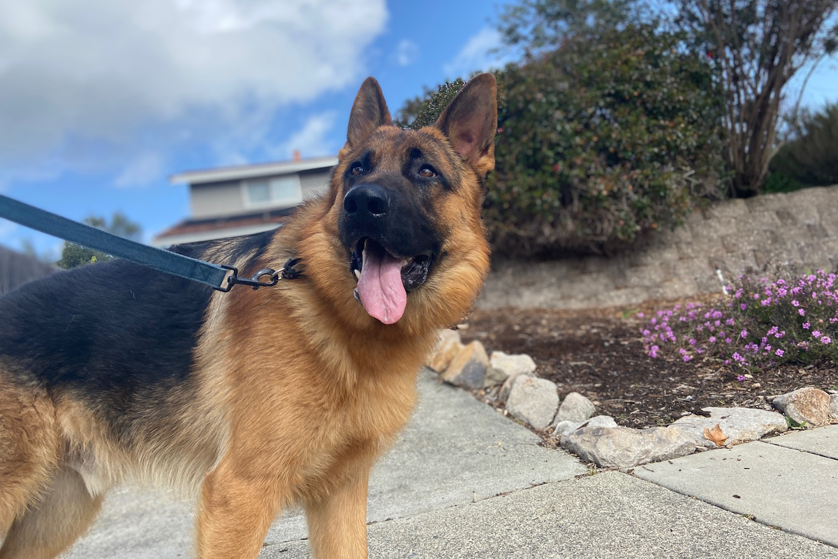 rex_2